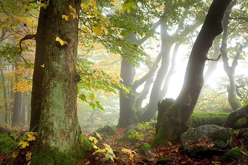 Rhön - Kuppenrhön - Naturpark Hessische Rhön