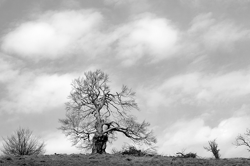 Rhön - Naturschutzgebiet Lange Rhön - Naturdenkmal Hexenbuchen #niederrheinfoto