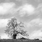 Rhön - Naturschutzgebiet Lange Rhön - Naturdenkmal Hexenbuchen #niederrheinfoto