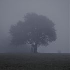 RHÖN-NEBEL