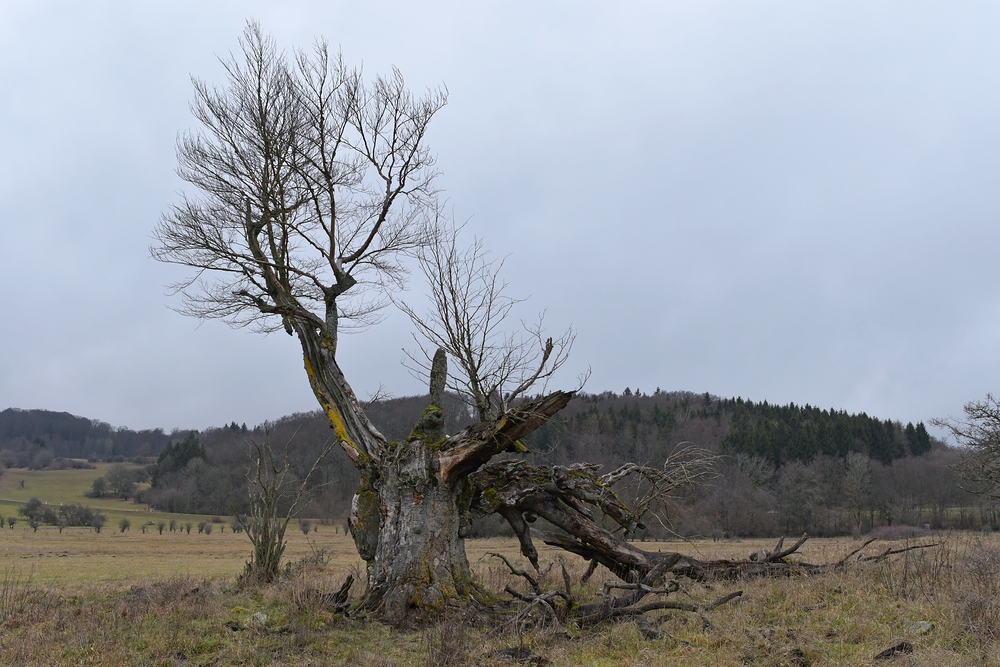 Rhön, Rother Kuppe, Hutebuchen: Altehrwürdige Gestalten 02