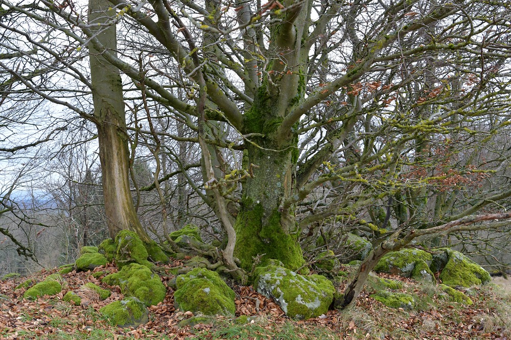 Rhön, Rother Kuppe, Hutebuchen: Altehrwürdige Gestalten 03