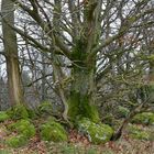 Rhön, Rother Kuppe, Hutebuchen: Altehrwürdige Gestalten 03