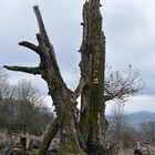 Rhön, Rother Kuppe, Hutebuchen: Altehrwürdige Gestalten 04