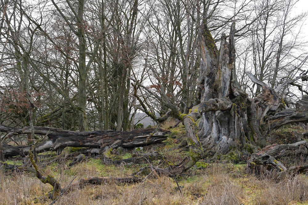 Rhön, Rother Kuppe, Hutebuchen: Altehrwürdige Gestalten 05