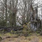 Rhön, Rother Kuppe, Hutebuchen: Altehrwürdige Gestalten 05