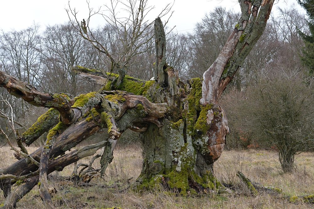 Rhön, Rother Kuppe, Hutebuchen: Altehrwürdige Gestalten 06