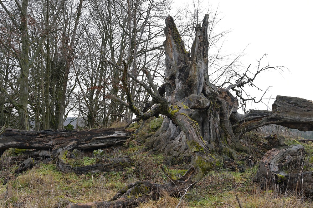 Rhön, Rother Kuppe, Hutebuchen: Altehrwürdige Gestalten 07