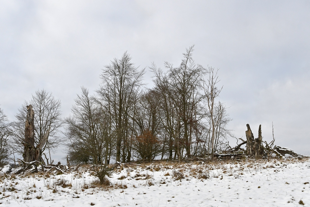 Rhön, Rother Kuppe, Hutebuchen: Altehrwürdige Gestalten 08