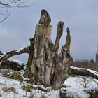 Rhön, Rother Kuppe, Hutebuchen: Altehrwürdige Gestalten 09