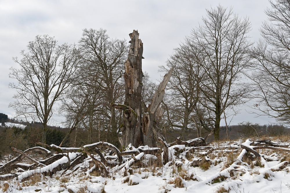 Rhön, Rother Kuppe, Hutebuchen: Altehrwürdige Gestalten 10