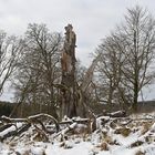 Rhön, Rother Kuppe, Hutebuchen: Altehrwürdige Gestalten 10