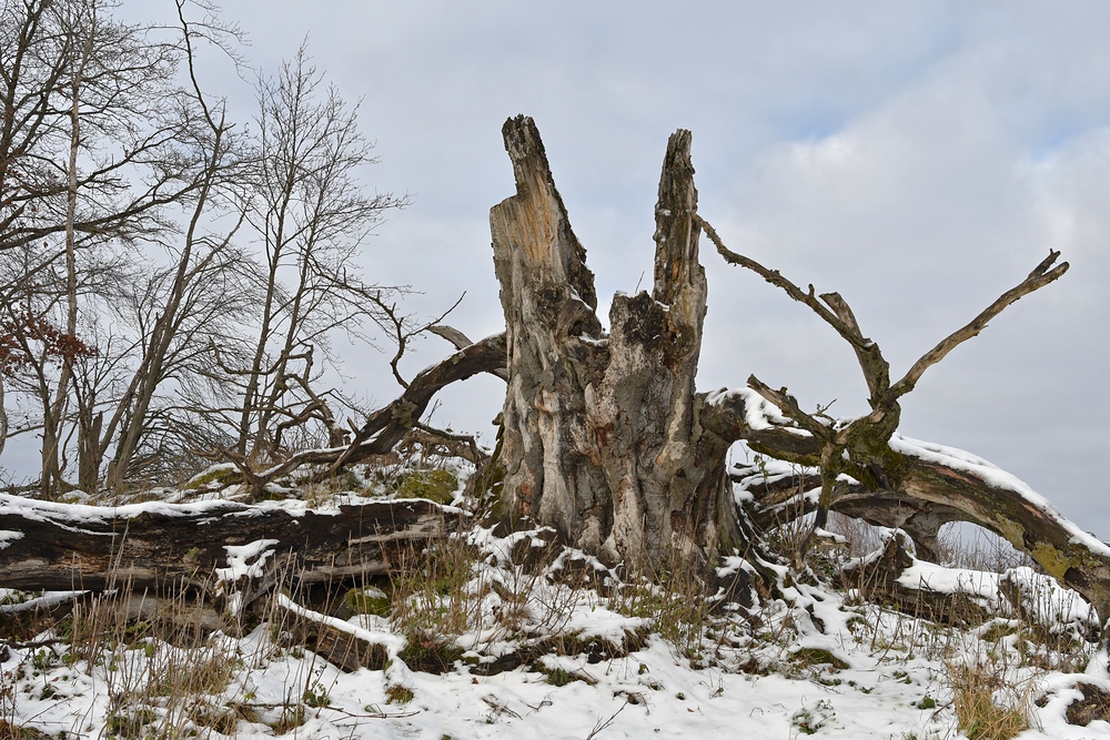 Rhön, Rother Kuppe, Hutebuchen: Altehrwürdige Gestalten 11