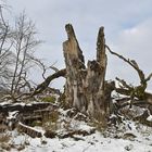 Rhön, Rother Kuppe, Hutebuchen: Altehrwürdige Gestalten 11