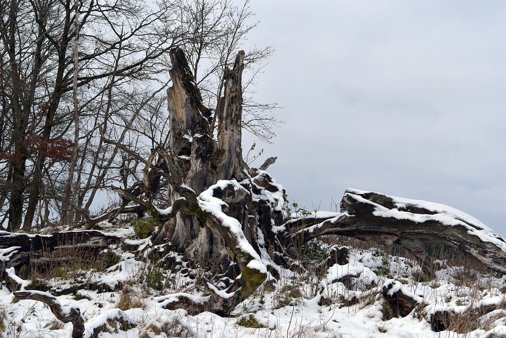 Rhön, Rother Kuppe, Hutebuchen: Altehrwürdige Gestalten 12