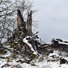 Rhön, Rother Kuppe, Hutebuchen: Altehrwürdige Gestalten 12