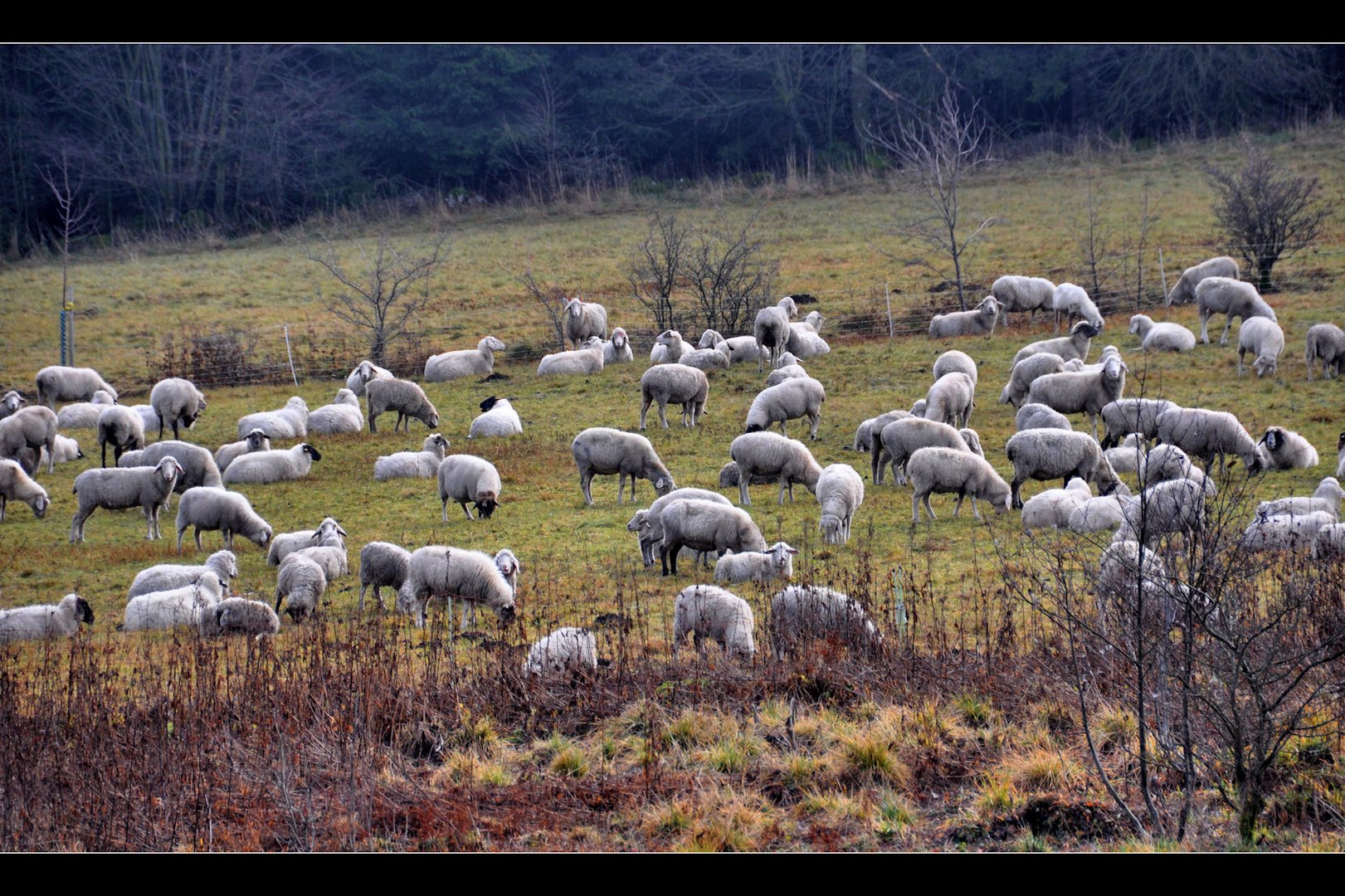 RHÖN -Schafe