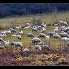 RHÖN -Schafe