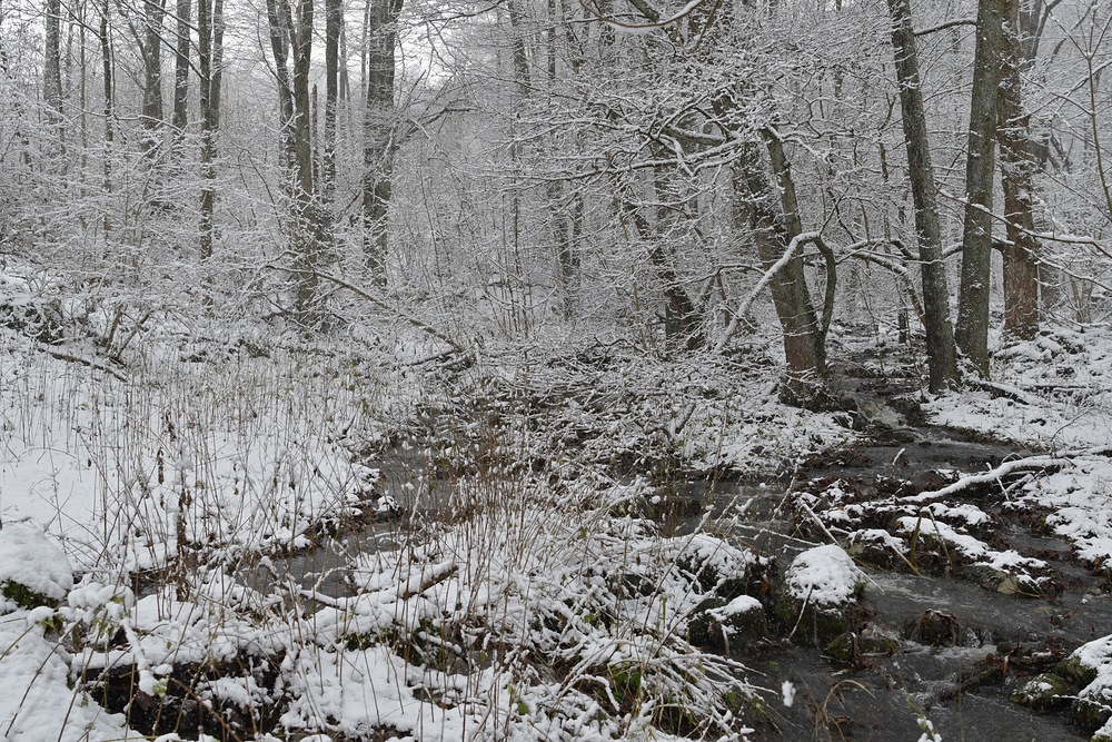 Rhön: Wieder einmal am Oberelsbacher Graben 07