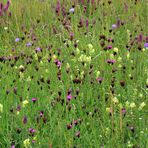 Rhön – Wiese im Juni 01