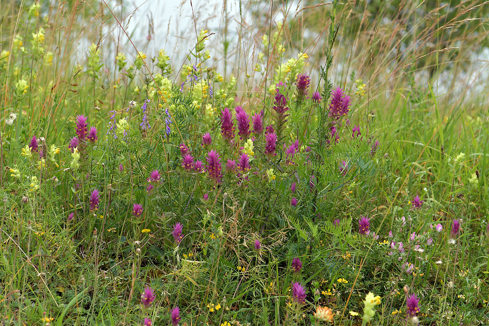 Rhön – Wiese im Juni 02