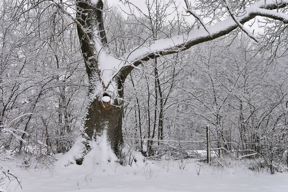 Rhön-Winter