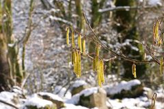 Rhön - Winter