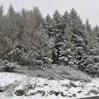 Rhön: Winter am Straßenrand 01