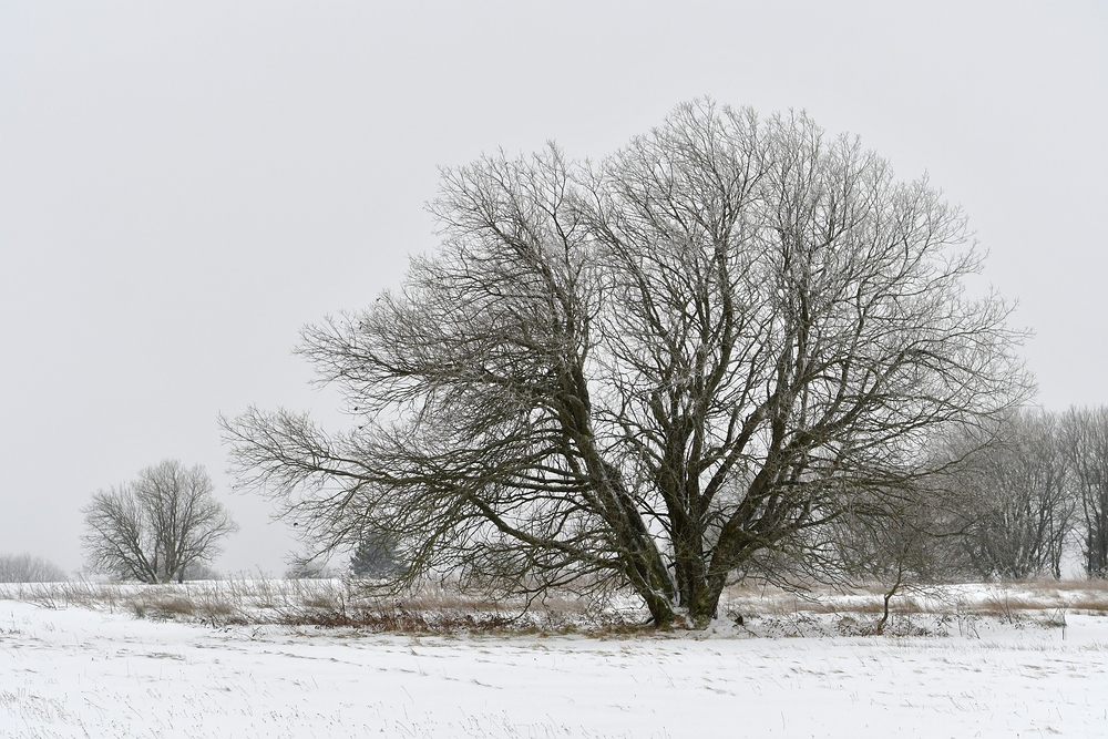 Rhön: Winter am Straßenrand 04