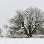 Rhön: Winter am Straßenrand 04