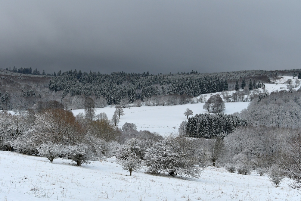 Rhön – Winter: Die schönen Fichten 01