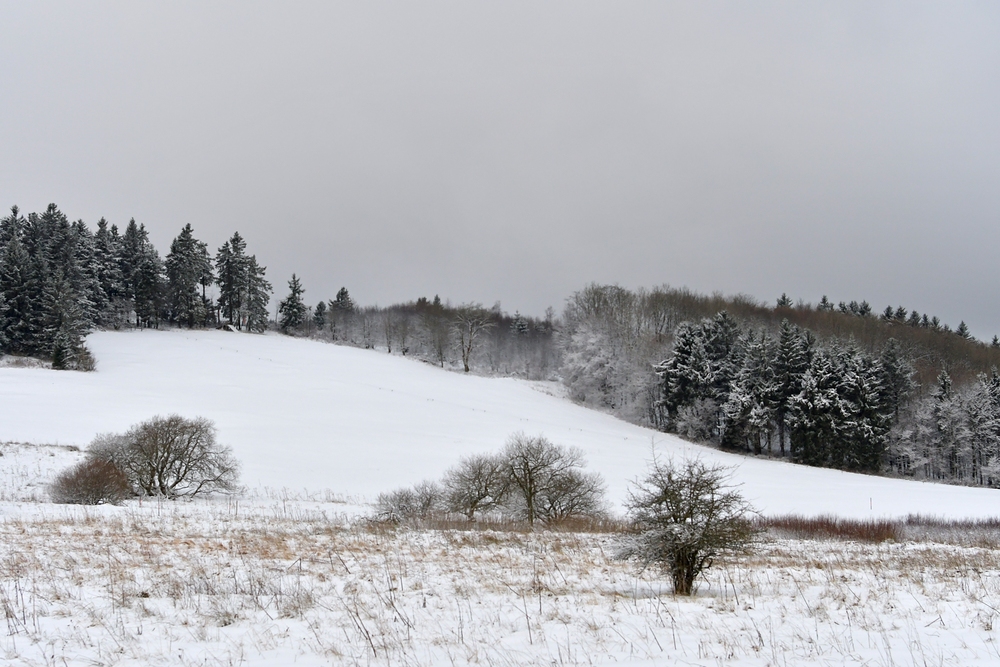Rhön – Winter: Die schönen Fichten 02