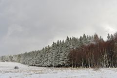 Rhön – Winter: Die schönen Fichten 03