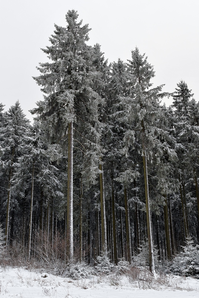 Rhön – Winter: Die schönen Fichten 04