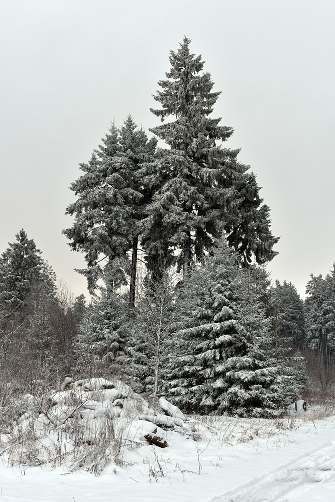 Rhön – Winter: Die schönen Fichten 05