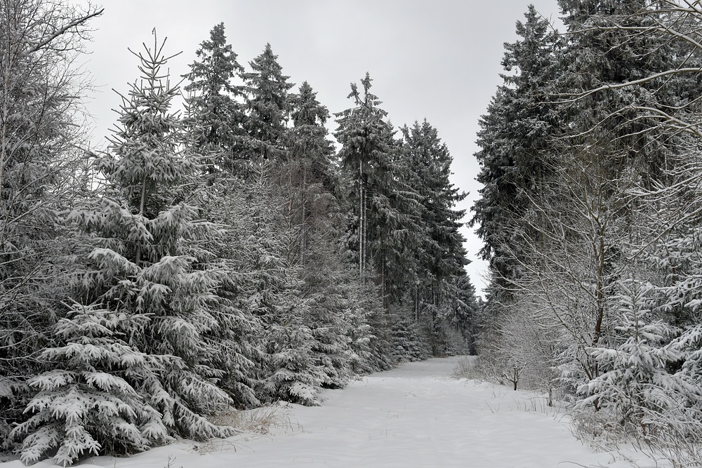 Rhön – Winter: Die schönen Fichten 06