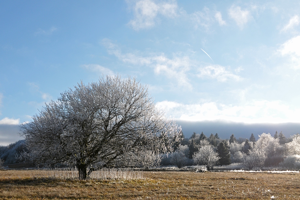 Rhön – Winterchen 01