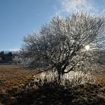 Rhön – Winterchen 02