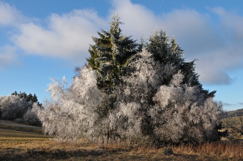 Rhön – Winterchen 03