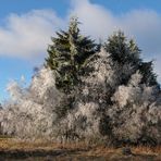 Rhön – Winterchen 03