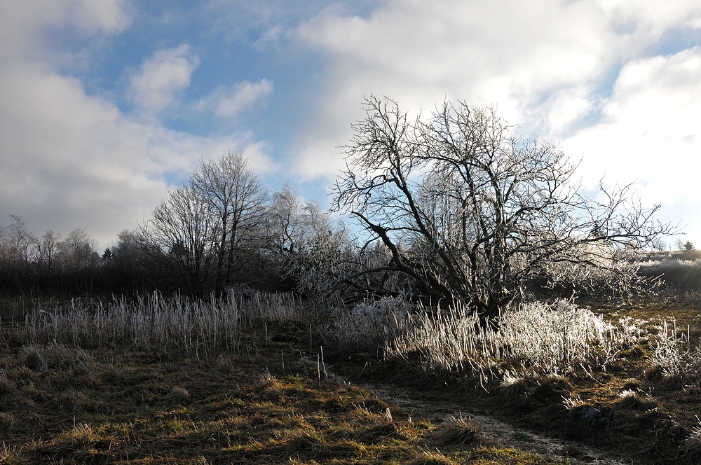 Rhön – Winterchen 04