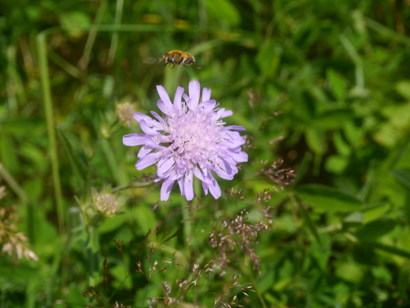 Rhönbiene im Anflug