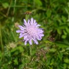 Rhönbiene im Anflug