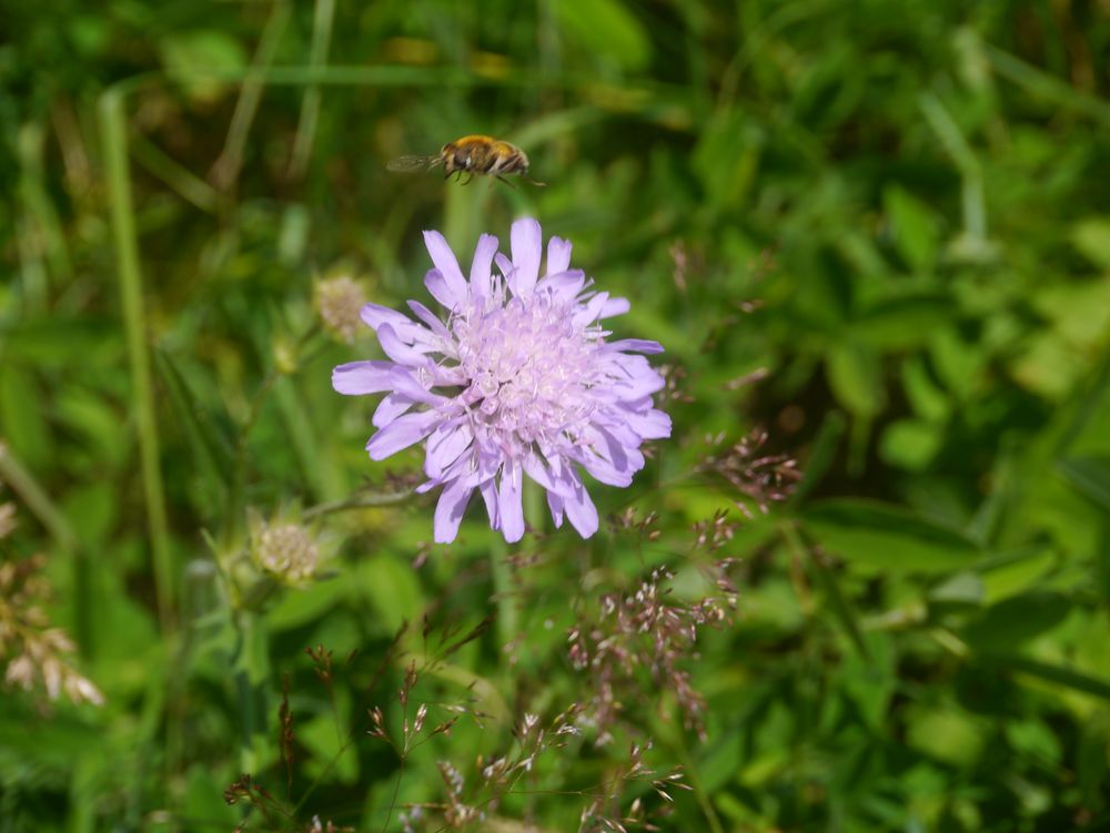 Rhönbiene im Anflug