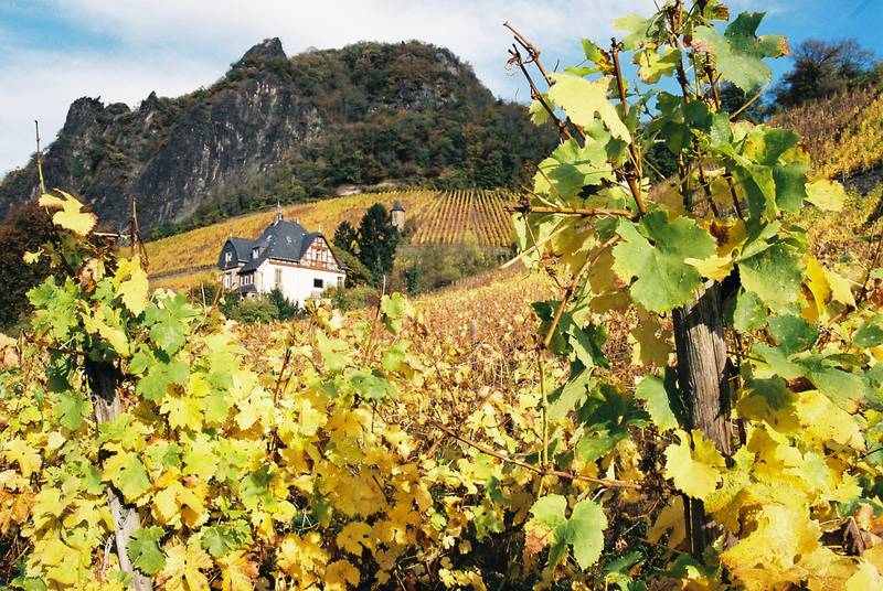 Rhöndorfer Herbst