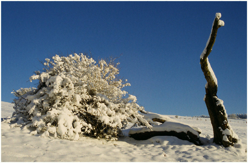Rhöner Baumveteran im Wintergewand