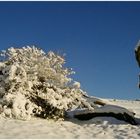 Rhöner Baumveteran im Wintergewand