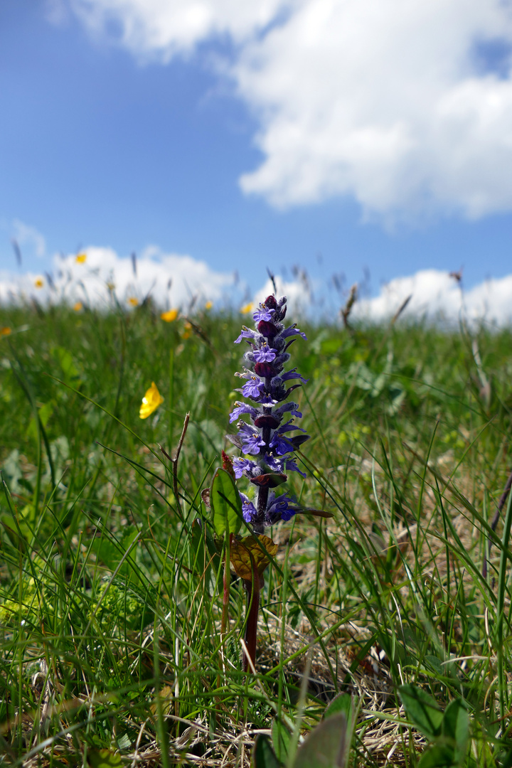 Rhöner Frühling