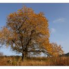 Rhöner Herbstbaum