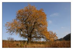 Rhöner Herbstbaum